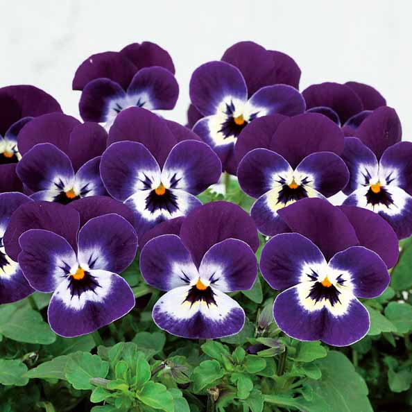 Viola  c. Sorbet Purple Face (190)